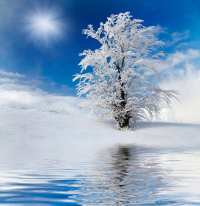 Winter tree in the mountains